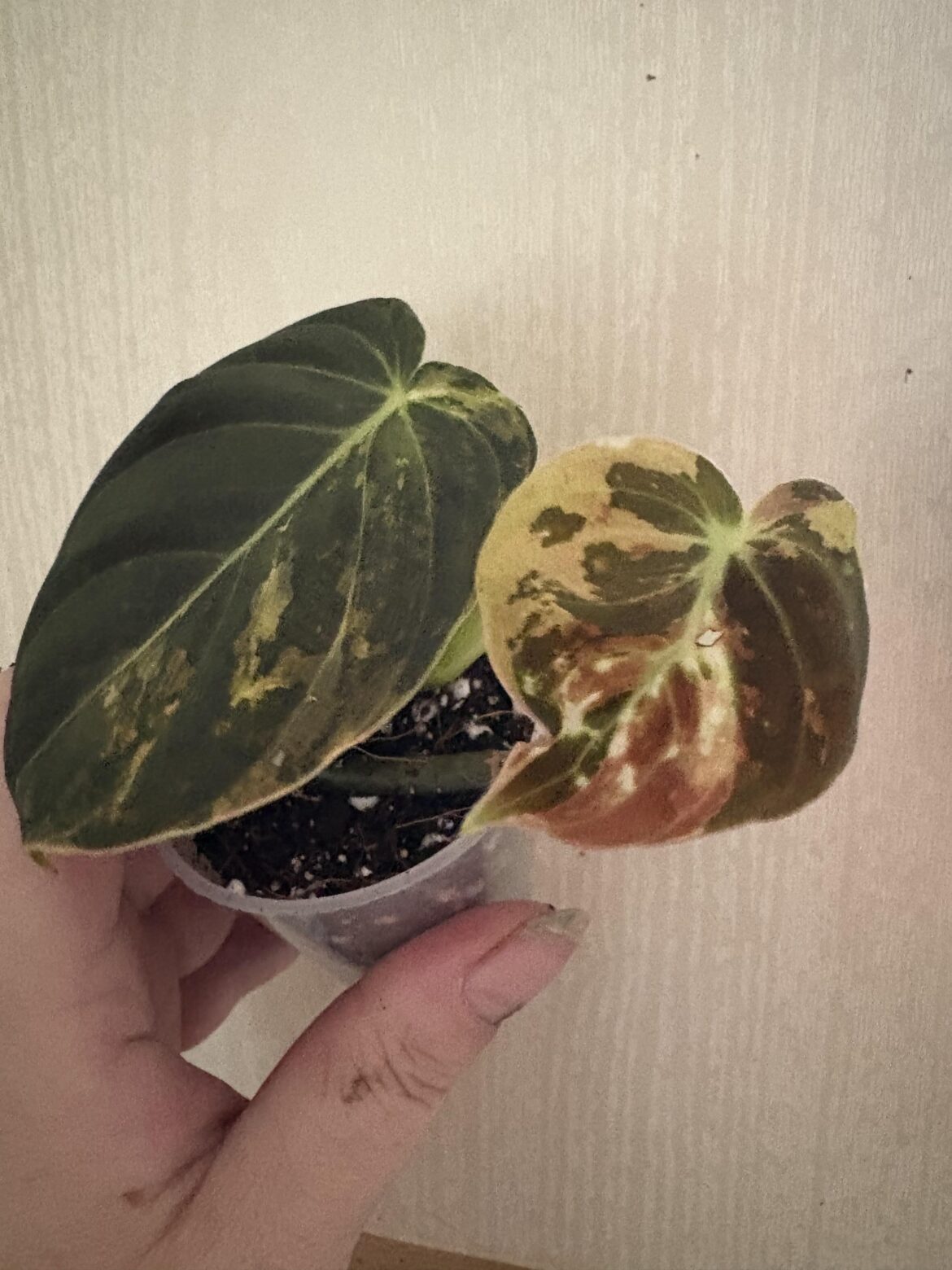 New leaf above expectations