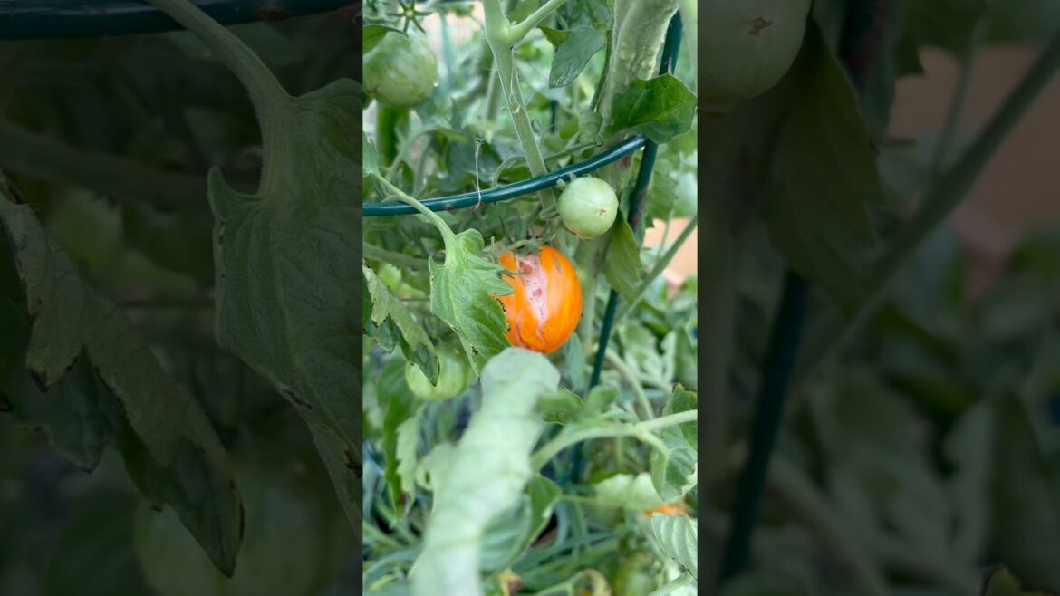 Cracked Tomatoes. How to prevent it. #vegetablegardening #gardening #tomatoplant Cracked Tomatoes. How to prevent it. #vegetablegardening #gardening #tomatoplant