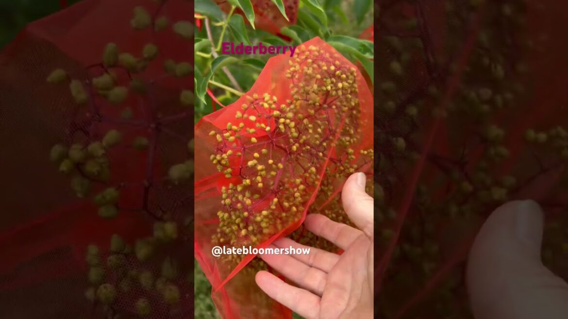 Bag them for the win! #elderberry #garden