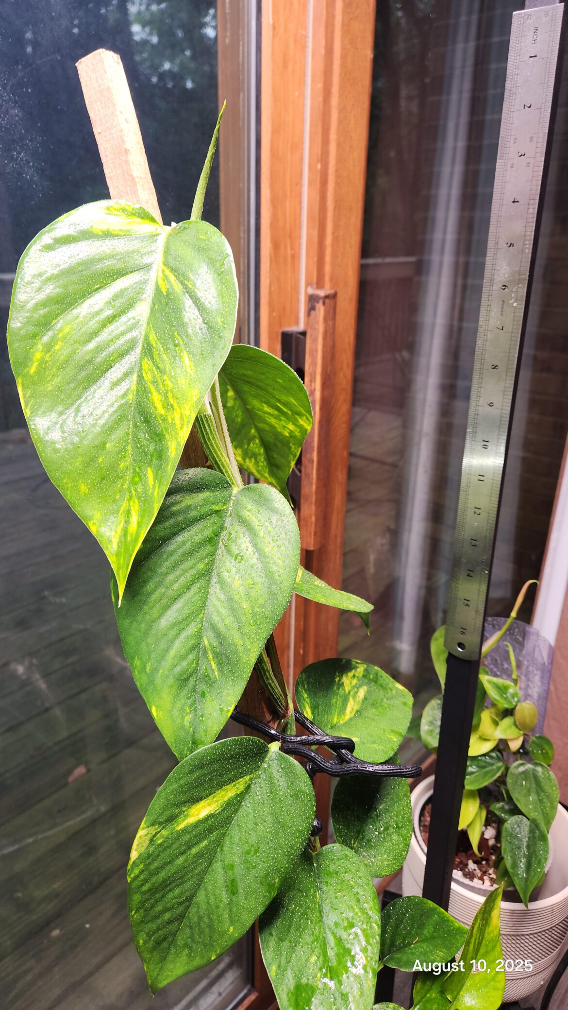 Help with chop?