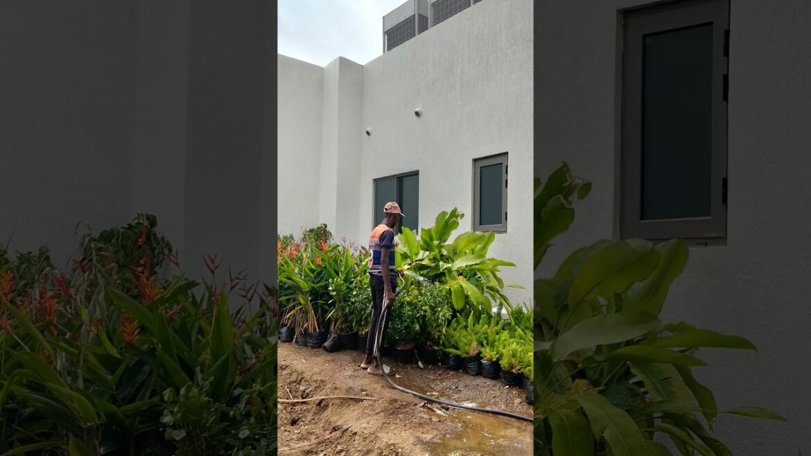 banglows and garden works #bangla #nature #gardendesign #landscapegardening