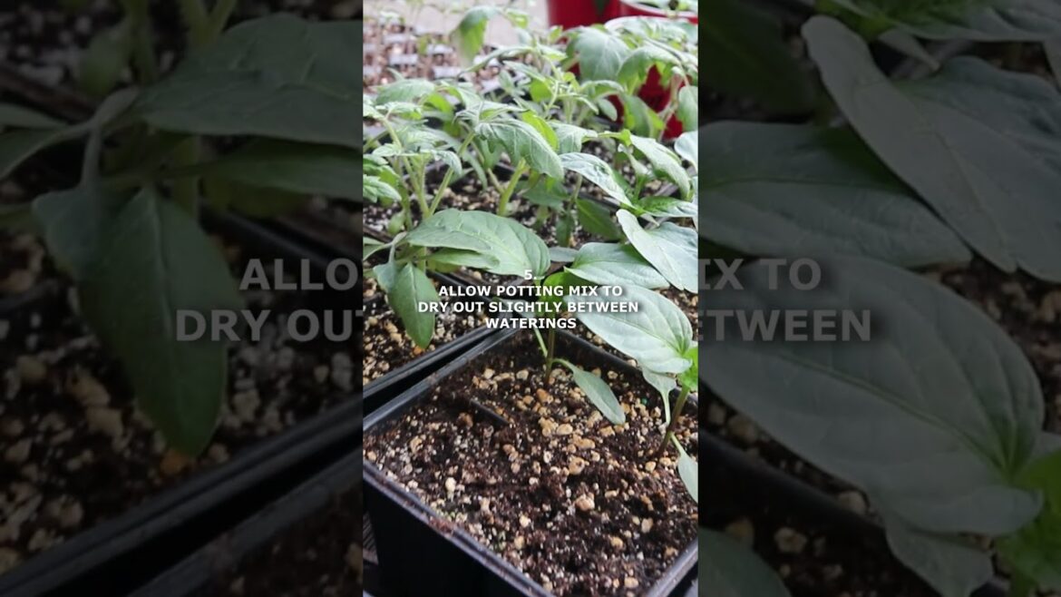 7 Seedling Tips You MUST Know! 🌱 #seedstartingtips #seedlings #gardentips