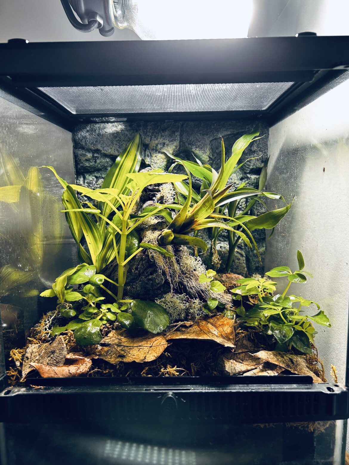 Could I co-hab a dart frog with my spring peeper?