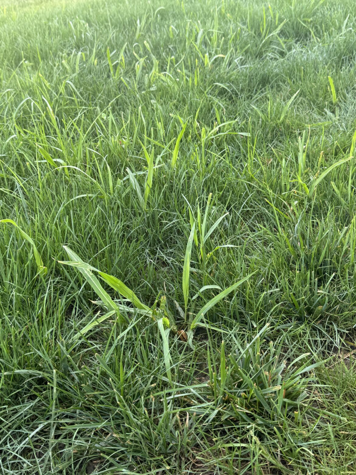 How to get rid of these thick green thick blades