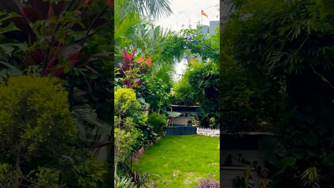 😍Barish ke bad  🏡garden #gardening #plants #gardendesign #plants #short