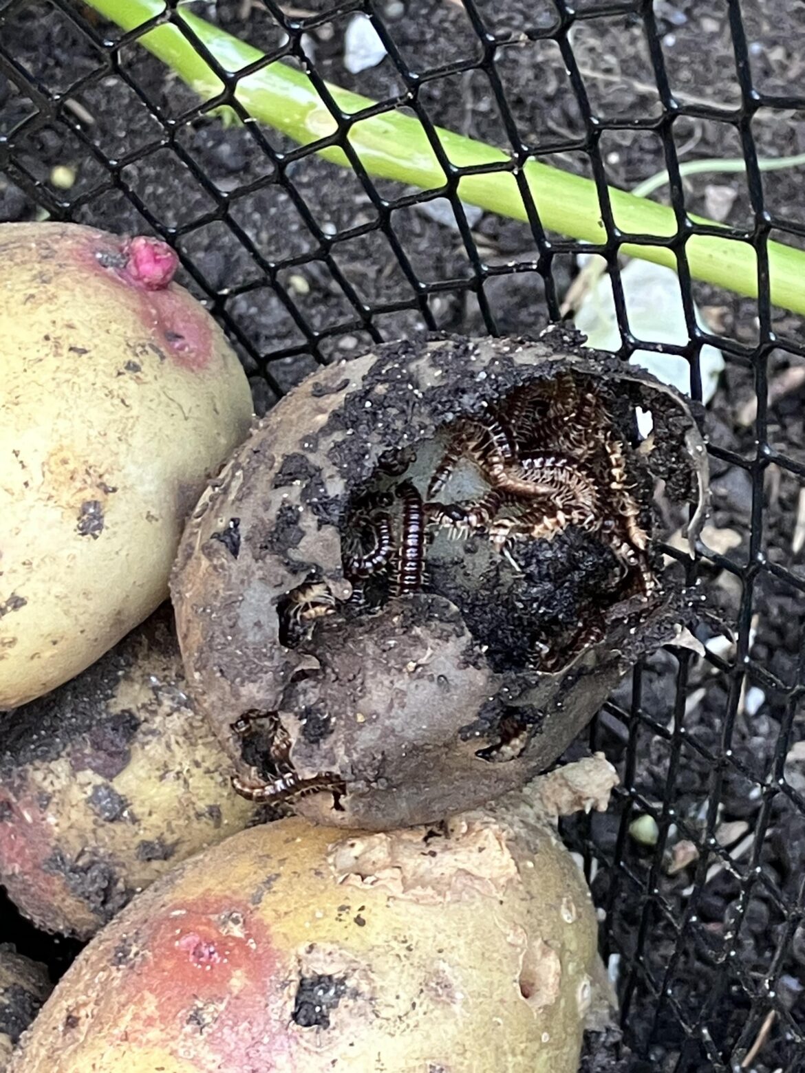 Millipedes have eaten my potato crop!