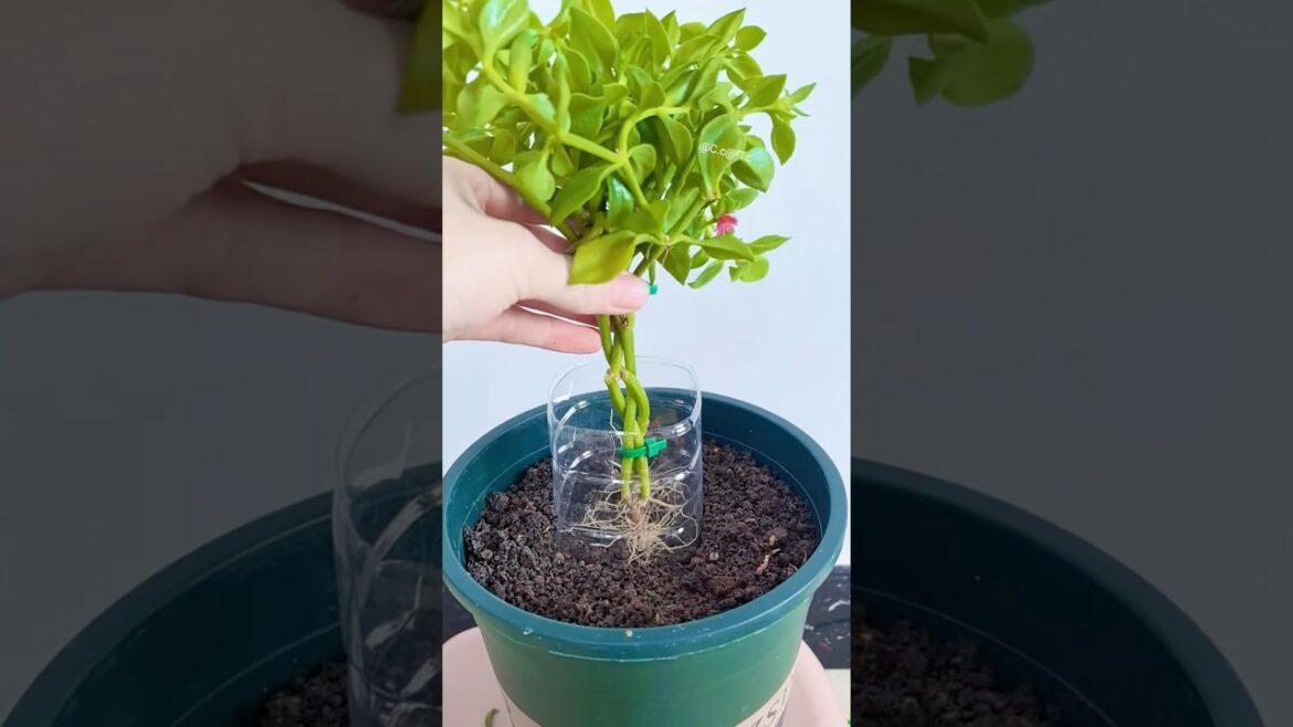 Planting tips to grow up in pots #shorts #garden #plants