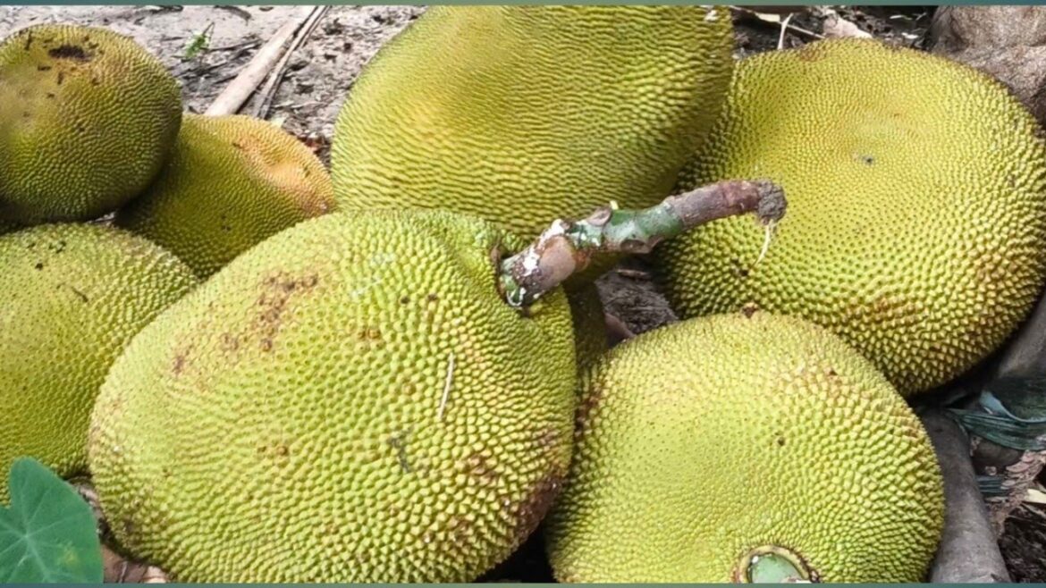 Harvesting Jack Fruit #কাঠাল #jackfruit #jackfruitcutting #jackfruitlovers #fruitharvest #garden #yt