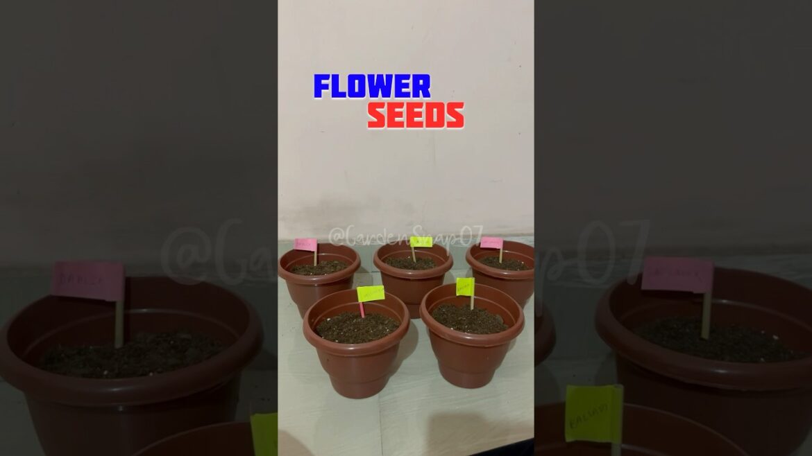 DAY-36/90ЁЯМ╕ Meesho Flower Seeds ko aj soil mein lga hi diya #plants #shorts #home #flowers #meesho DAY-36/90ЁЯМ╕ Meesho Flower Seeds ko aj soil mein lga hi diya #plants #shorts #home #flowers #meesho