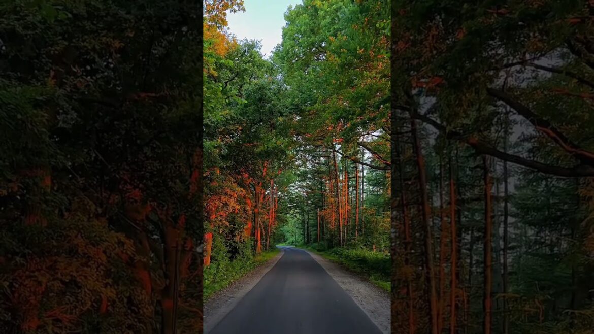 Shine ✨ 🌴 #shhort #nature #street #youtubeshorts #trees #shortvideo #travel