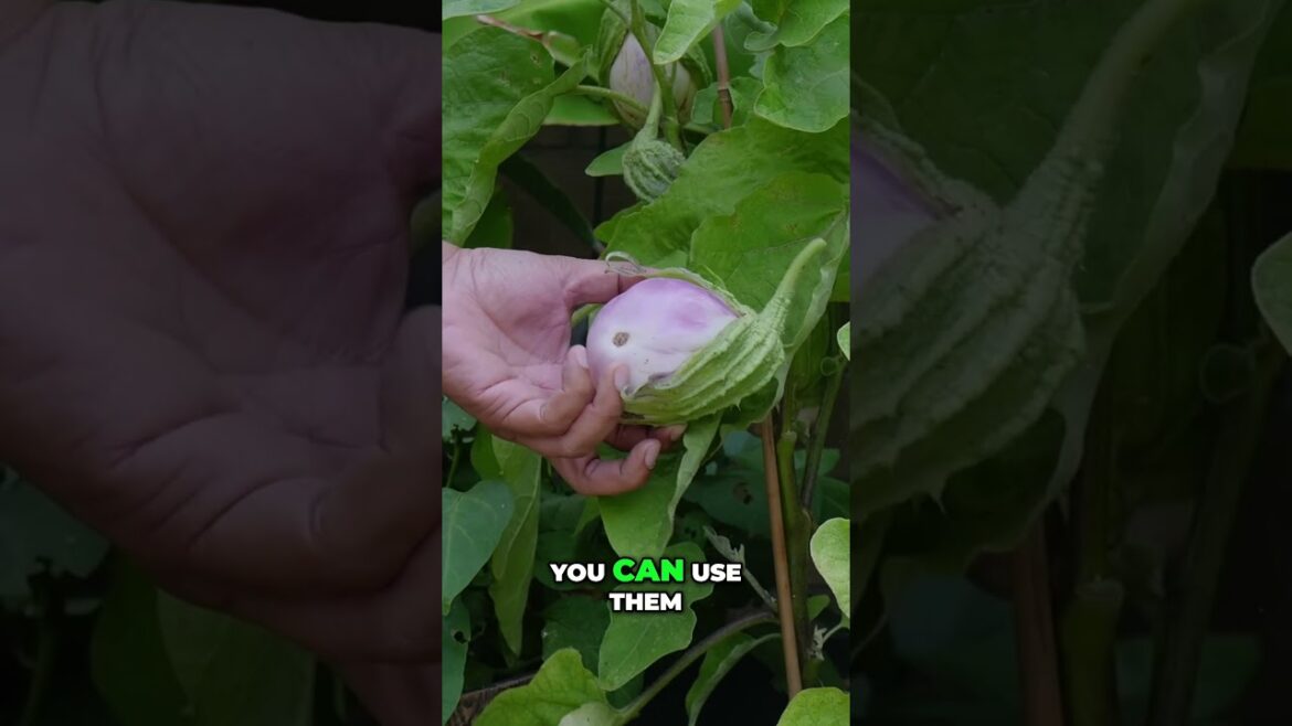 Delicious Eggplant Harvest 🍆 Italian Varieties & Tasty Cooking Ideas! 🇮🇹