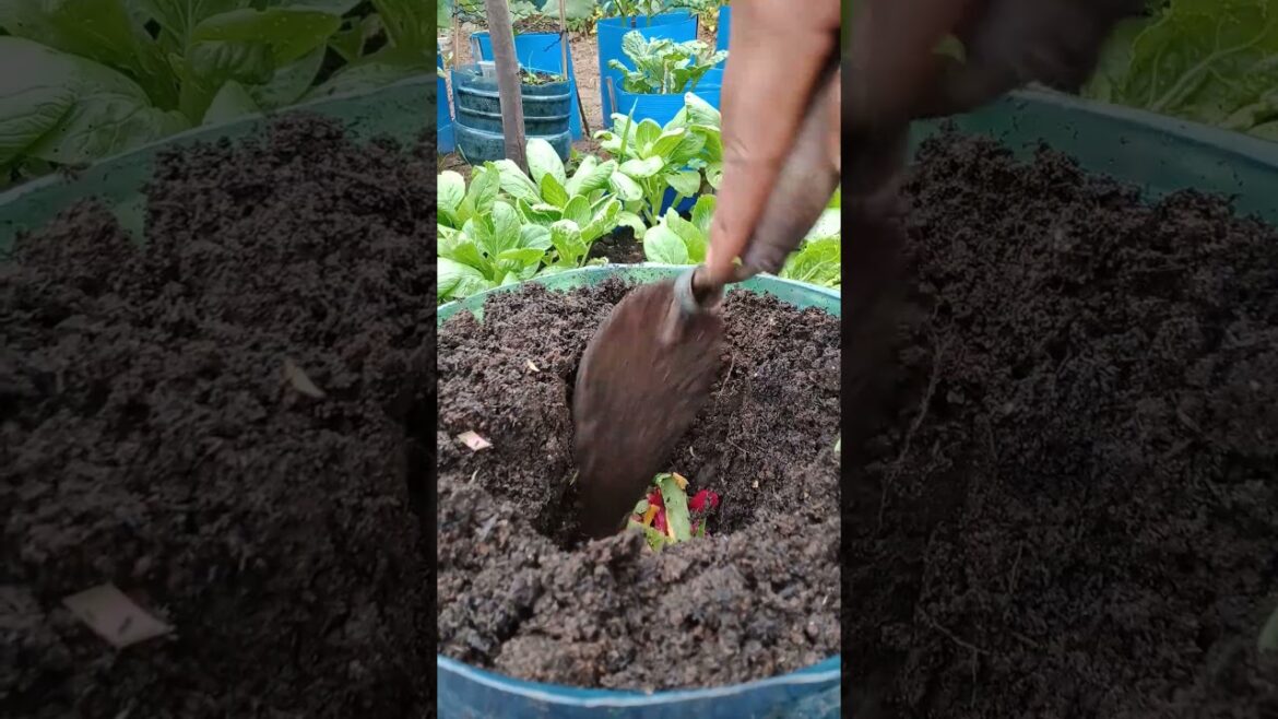 Chili growing method#rurallifeview #ruralview #ruralscene #shorts