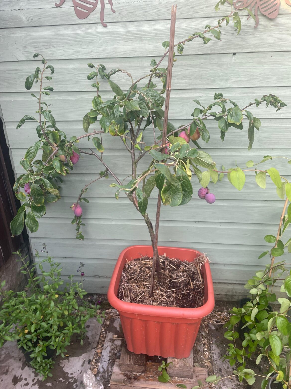 Tree looks bad but plums are delicious Tree looks bad but plums are delicious