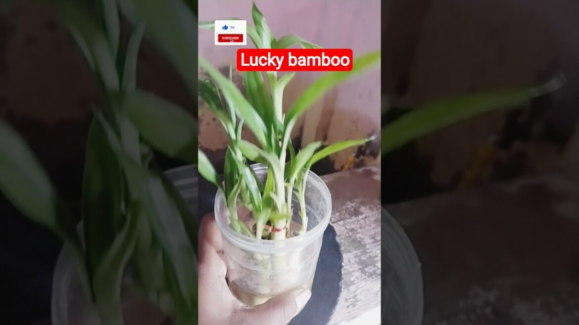 lucky bamboo #kavita #sorts #viralshort #subscribe #gardeningideas #plants lucky bamboo #kavita #sorts #viralshort #subscribe #gardeningideas #plants