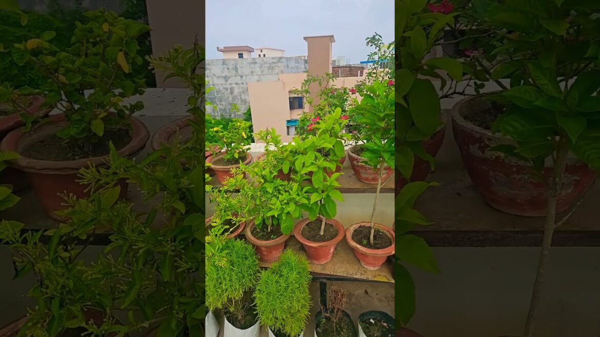5 plant to grow in Mansoon #gardening #garden #plants #houseplants #gardeningideas #gardeninglovers 5 plant to grow in Mansoon #gardening #garden #plants #houseplants #gardeningideas #gardeninglovers