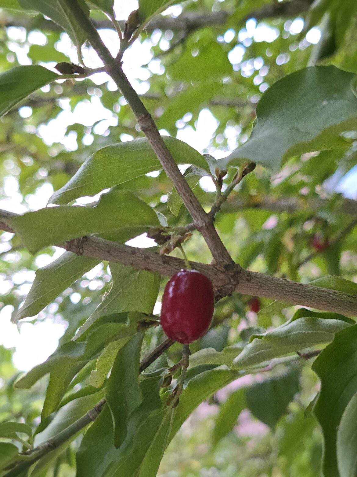 Found this tree growing in a neighborhood in Portland Oregon and was wondering what this fruit is and if it is edible.
