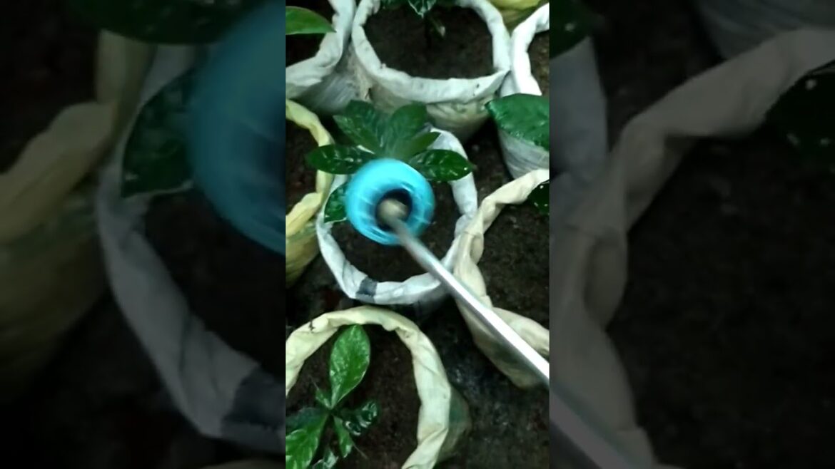 water supply to the coffee plants #lovebondsandamanvlog #beautifulnature #shorts #love