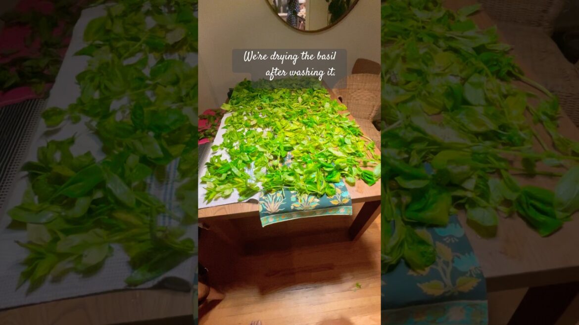 How to preserve & grow more basil