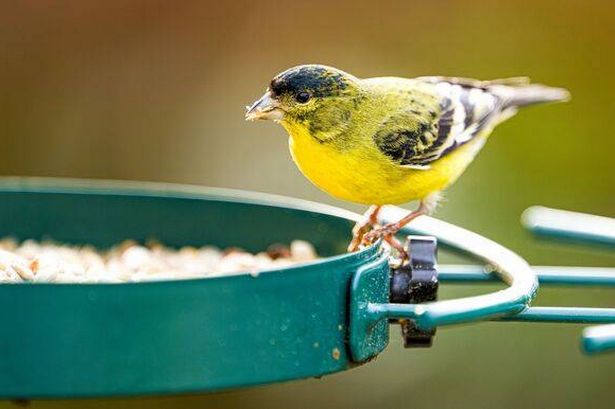 Gardeners are being urged to put hot sauce or chilli on their bird feeders