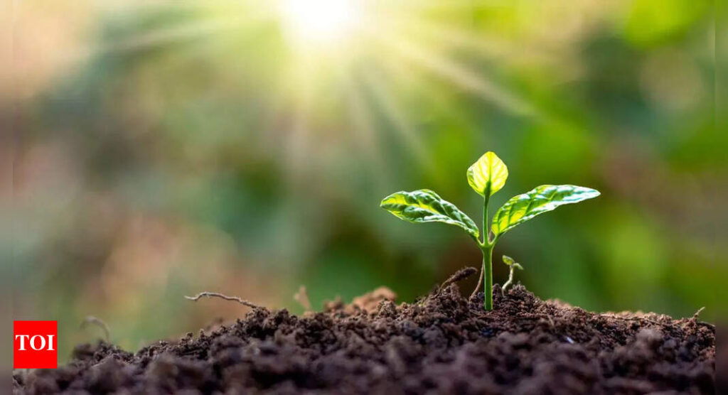 12 easy-to-grow plants that naturally enrich your garden soil fertility | 12 easy-to-grow plants that naturally enrich your garden soil fertility |