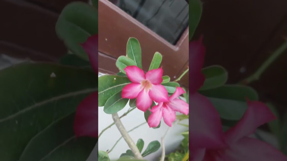 Plants With Flowers Plants With Flowers