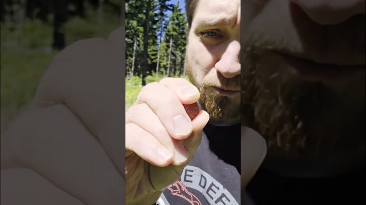 Thimbleberry (Rubus parviflorus): is thimble berry edible? #foraging Wild plants foraging #pnw Thimbleberry (Rubus parviflorus): is thimble berry edible? #foraging Wild plants foraging #pnw