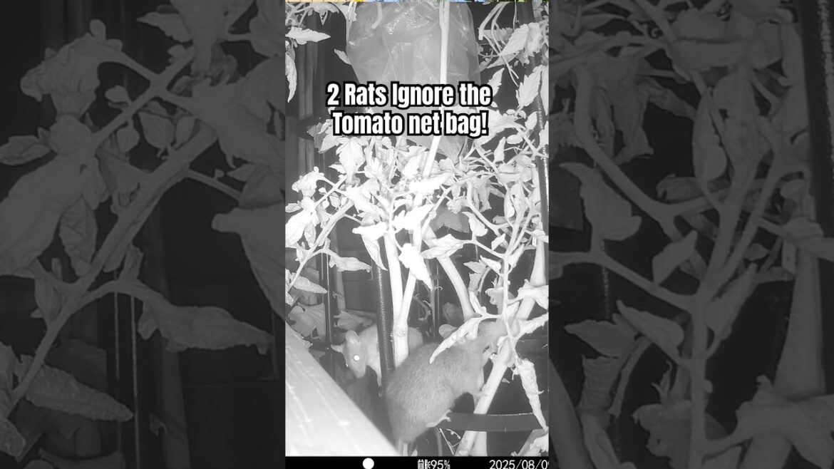 Not Today Rats-my tomatoes live another day!