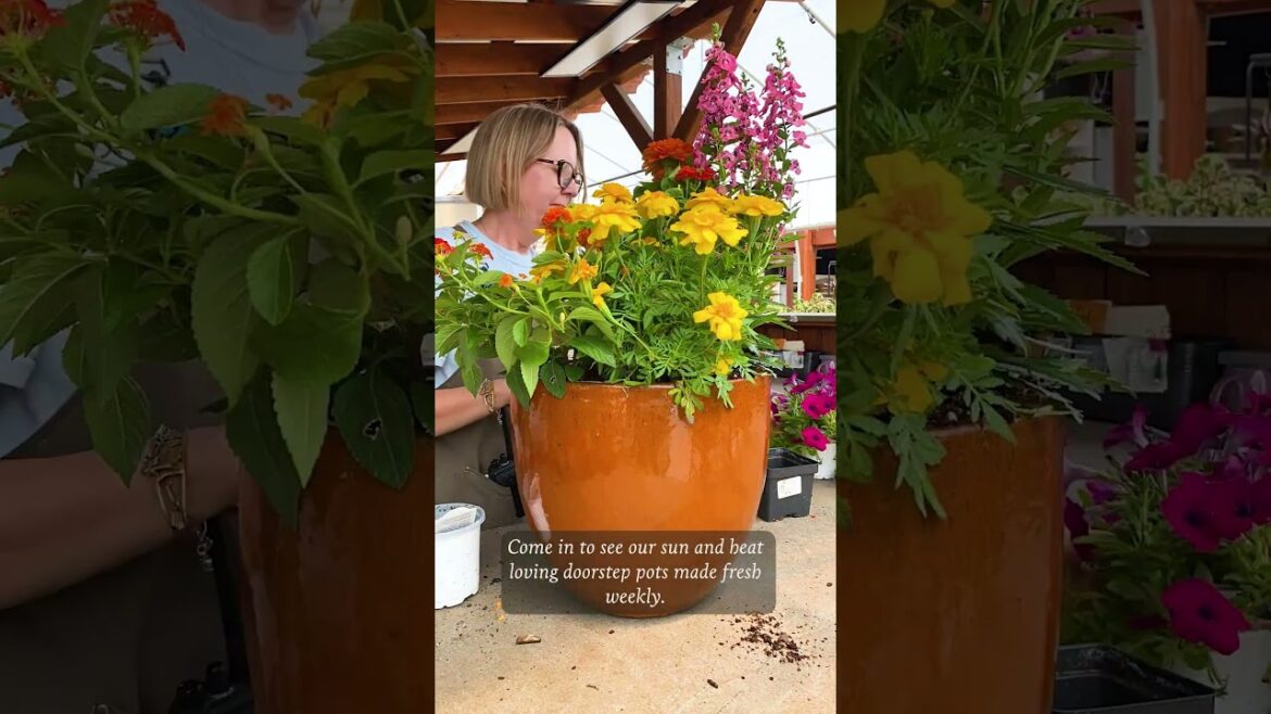 🌼 Bloom BIG—no matter how hot it gets! #containergarden #summerplanters #containergardening