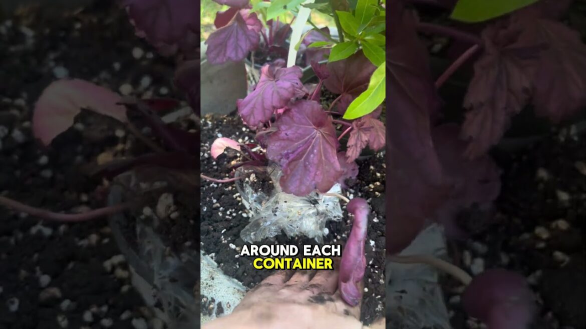 The best way to plant your containers #gardeningideas #gardeningtips