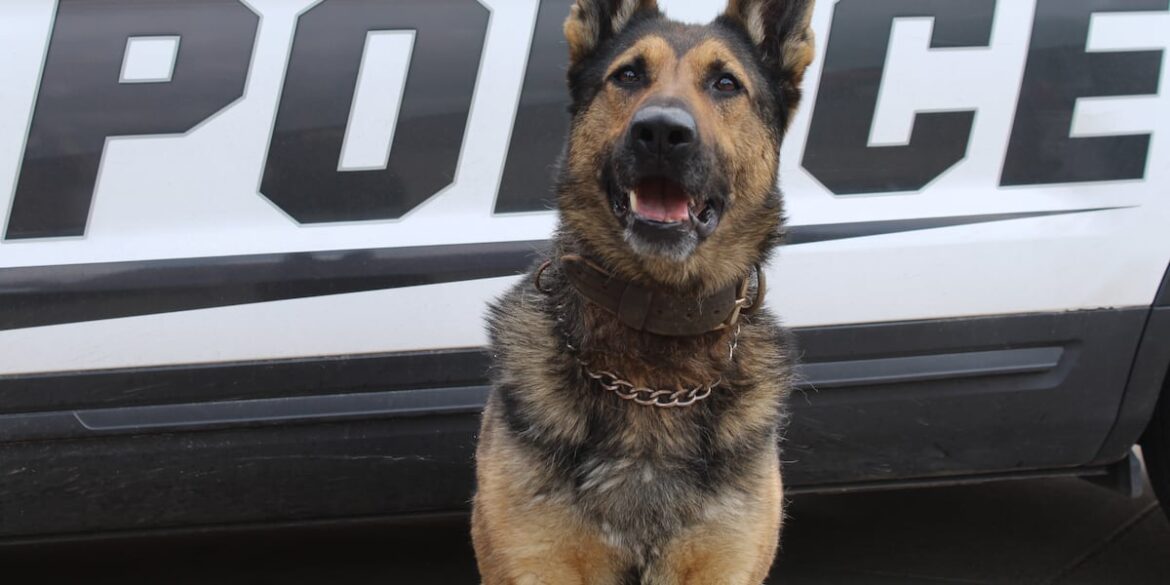 Garden City Police Department K9 retires from force Garden City Police Department K9 retires from force