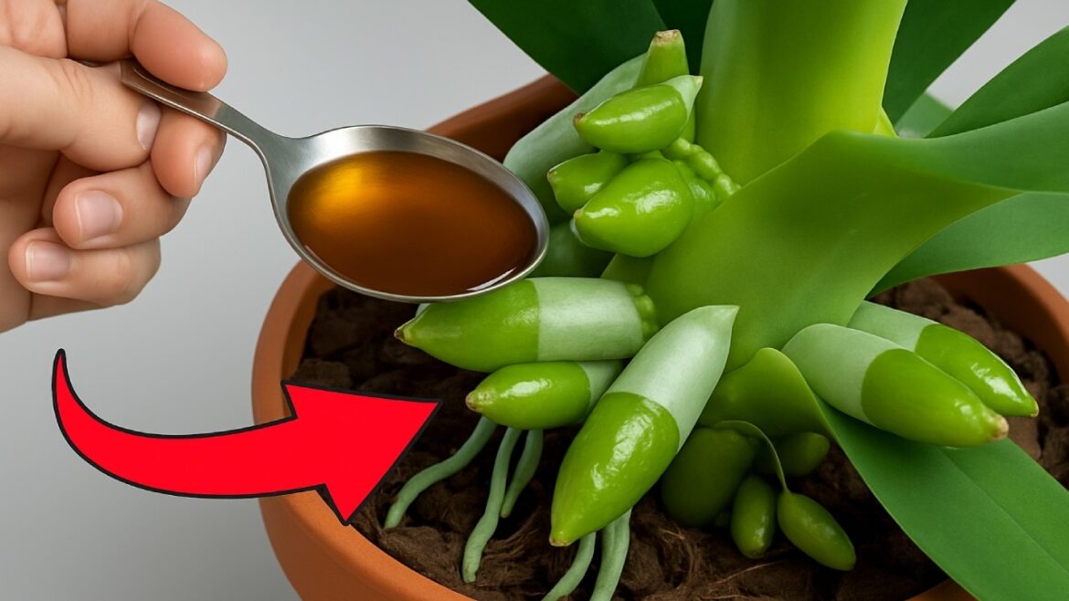 1 Spoon a Week! Suddenly Your Orchid Is Producing New Roots and Flowers All Year Round