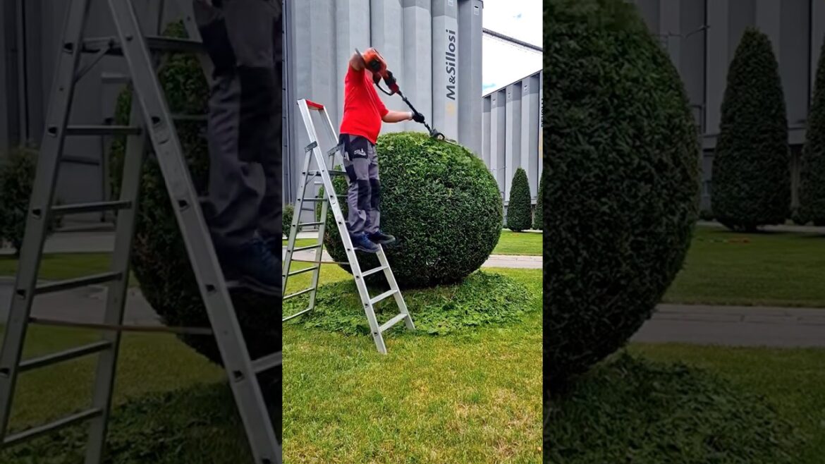 #landscape #gardendesign #lawnmowingbusiness #satisfying #lawncare