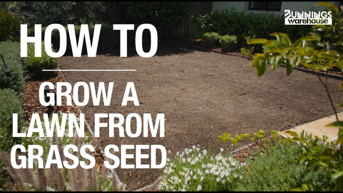 How To Grow Grass From Lawn Seed - Bunnings Warehouse