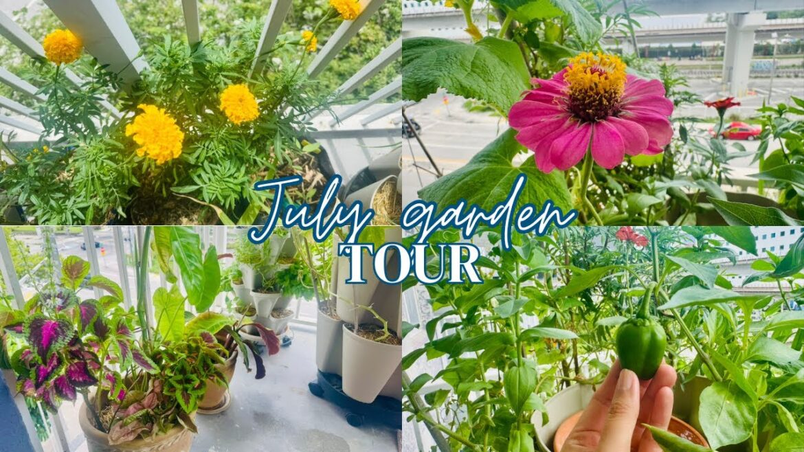 July balcony garden tour | Greenstalk Vertical Gardening & Container Gardening July balcony garden tour | Greenstalk Vertical Gardening & Container Gardening