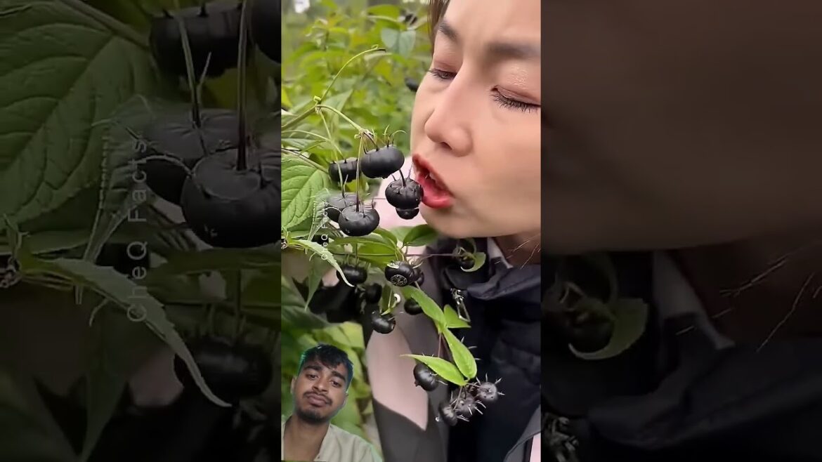 Exotic Chinese Fruits You Won’t Believe Exist!#shorts#plants#farming#shorts #trending Exotic Chinese Fruits You Won't Believe Exist!#shorts#plants#farming#shorts #trending