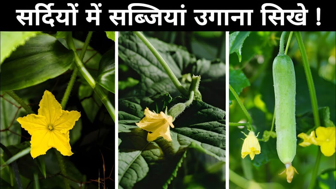 How I will get more Vegetables in this Winter ? Secret tips How I will get more Vegetables in this Winter ? Secret tips