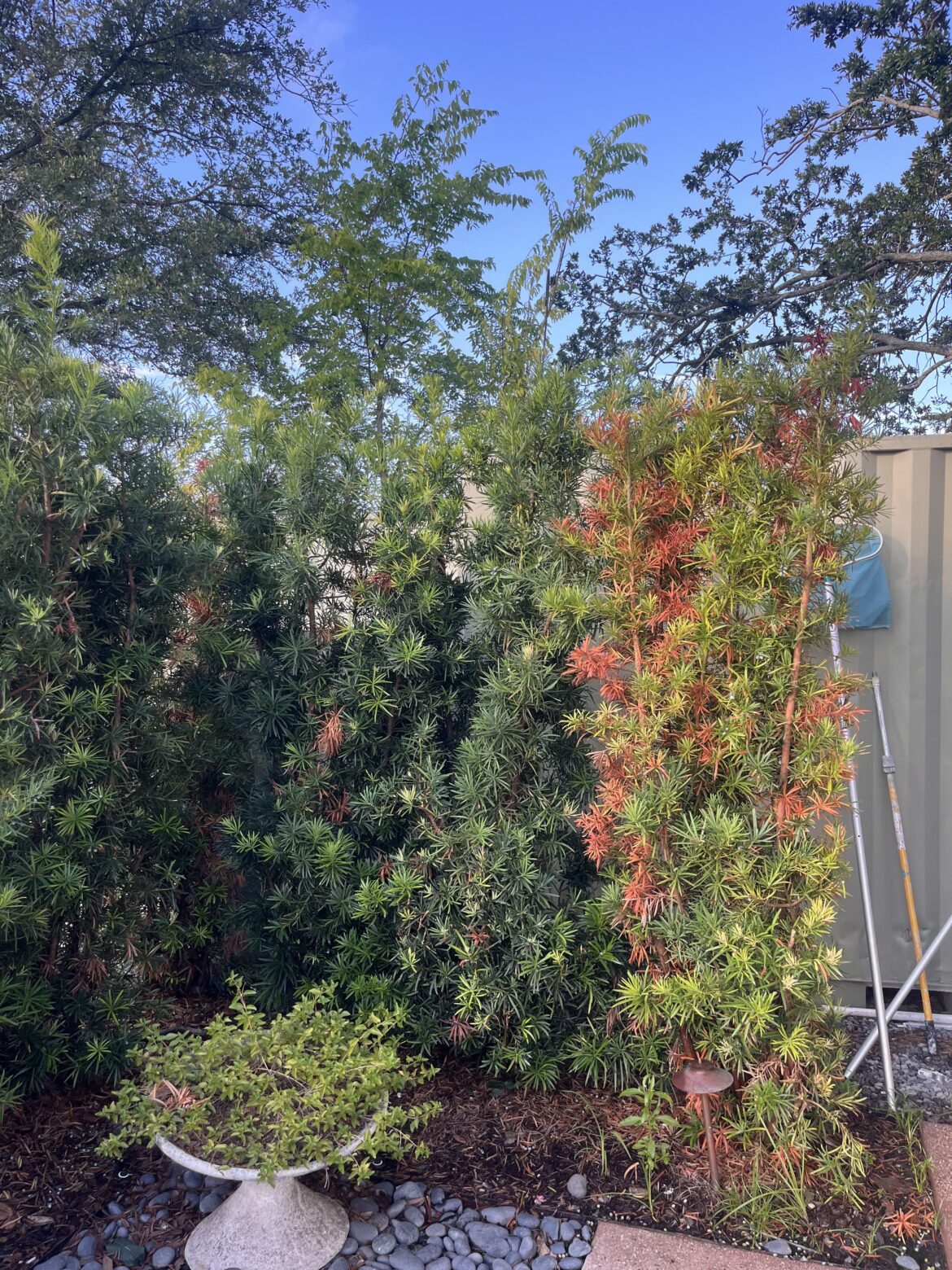 Dead branches on podocarpus (zone 9b)