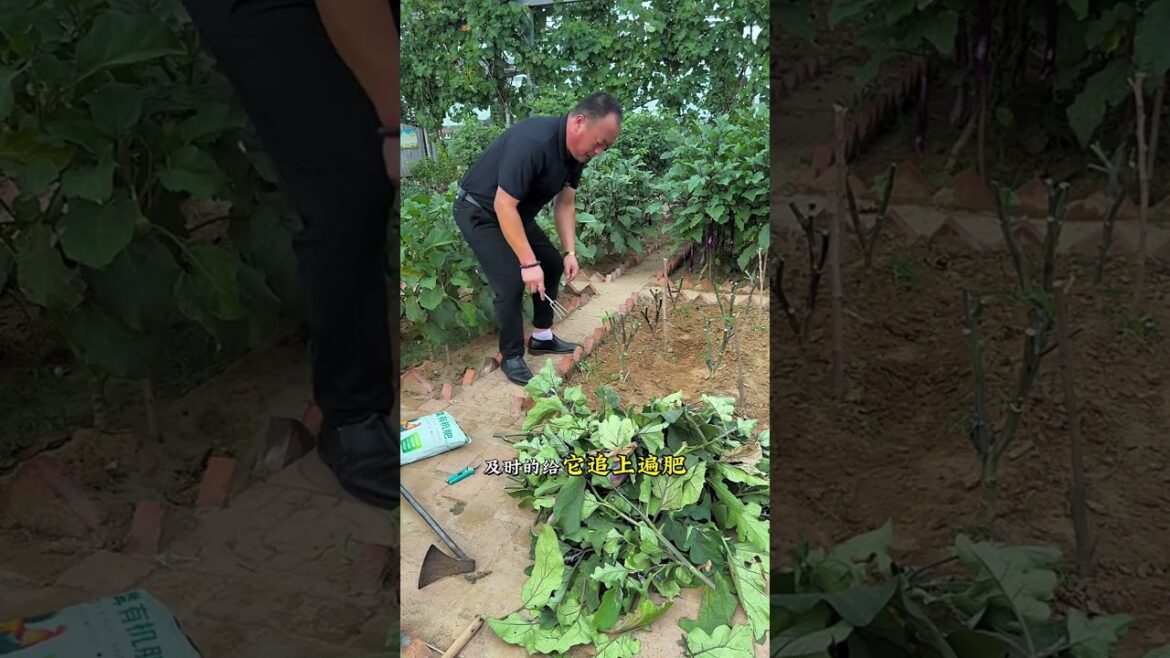 If the eggplants are too abundant, the quality of the eggplants will not be good  Cut off all the br