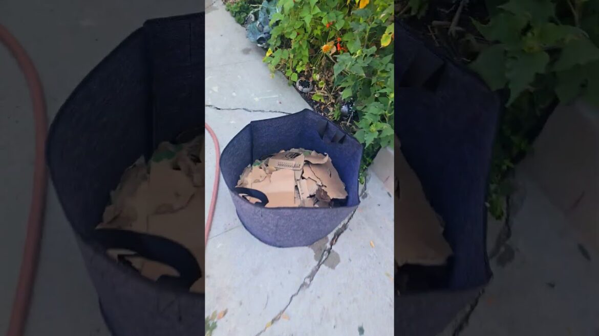 how to container garden 🪴 #garden #gardentips #gardenplants #organic #grow #container #diy #shorts how to container garden 🪴 #garden #gardentips #gardenplants #organic #grow #container #diy #shorts