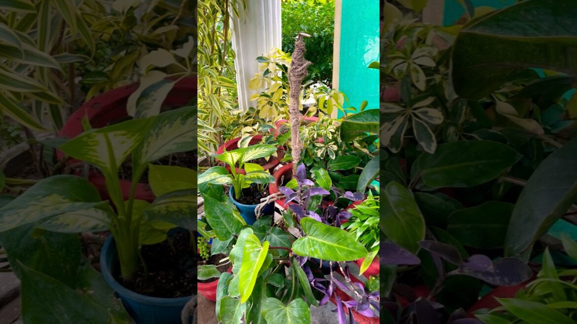 पेड़ लगाओ #gardening #garden #plants #shortvideo #shorts #short #viralvideo #shortsvideo #plantlover पेड़ लगाओ #gardening #garden #plants #shortvideo #shorts #short #viralvideo #shortsvideo #plantlover