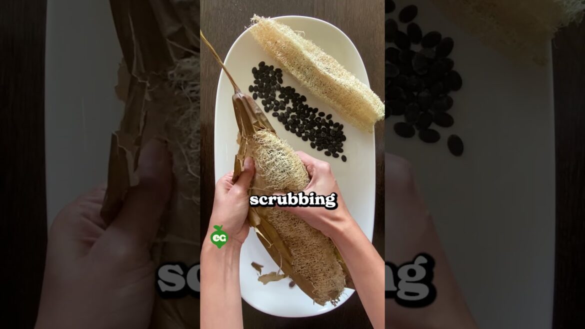 I grew my own shower sponge...