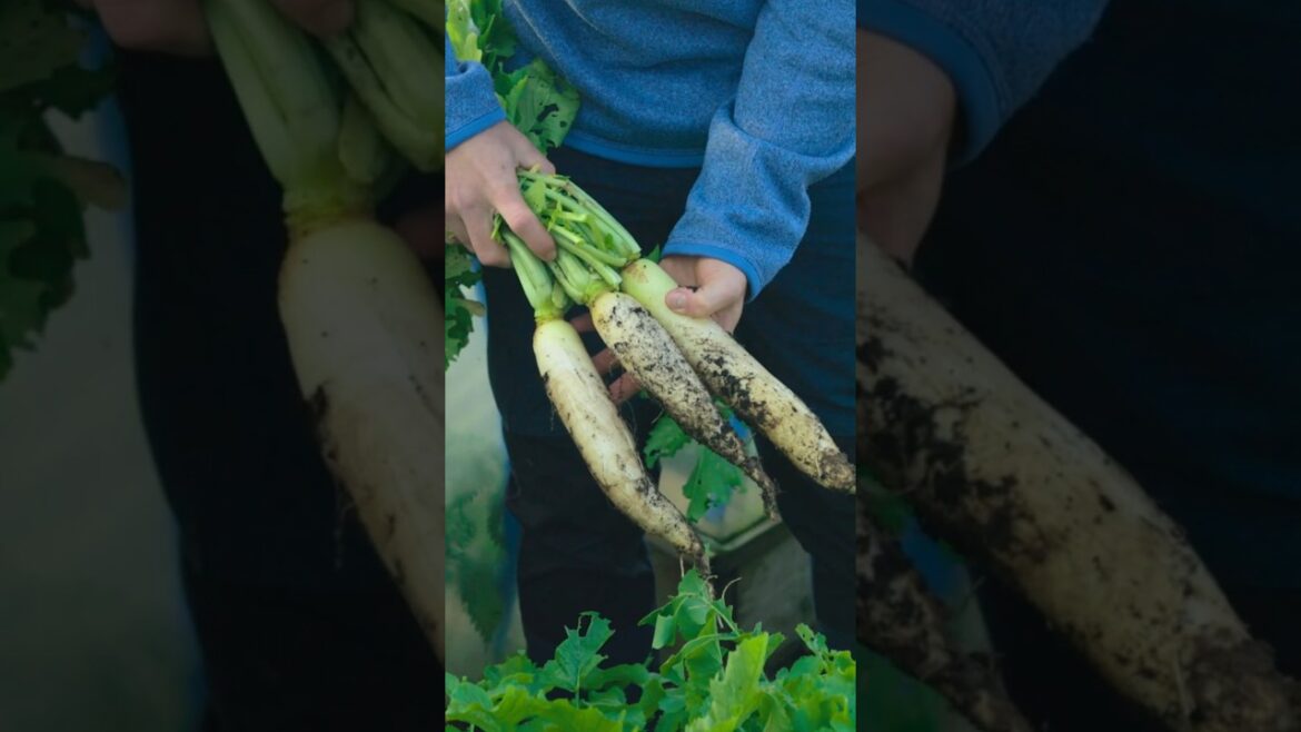 What Crops To Sow in August (Fill Those Gaps!)