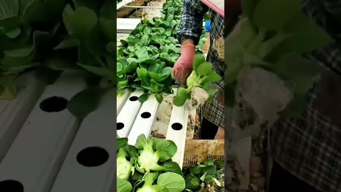 Soilless vegetable cultivation#shorts#farmer#fruit#nature#agriculture