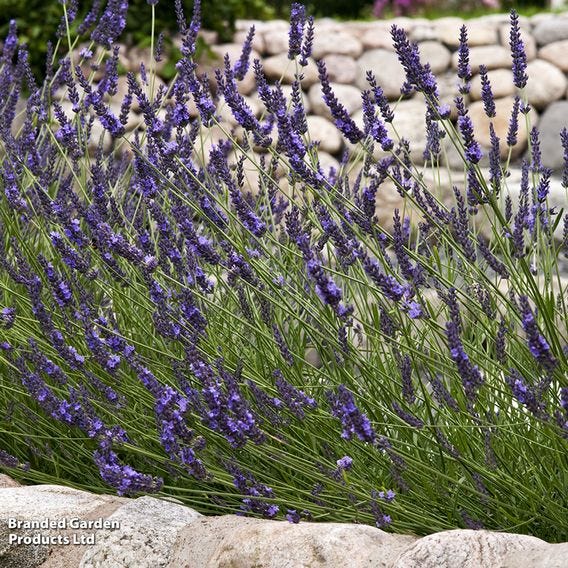 English LavenderLavender angustifolia