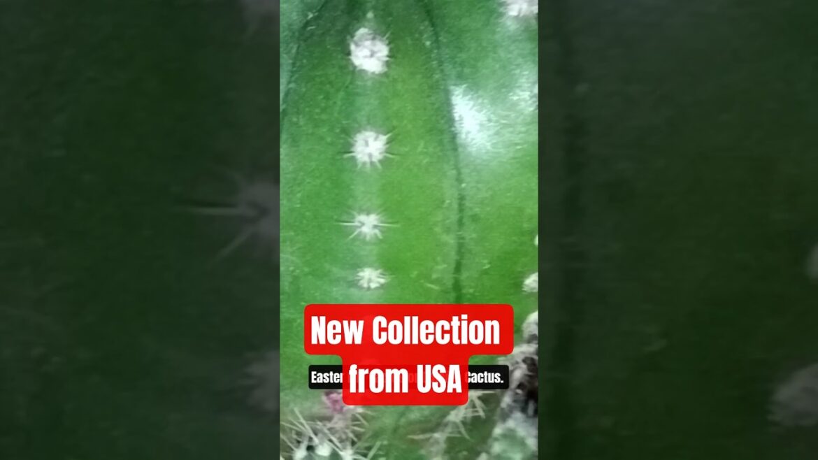 Best Cacti for Balcony Gardens!