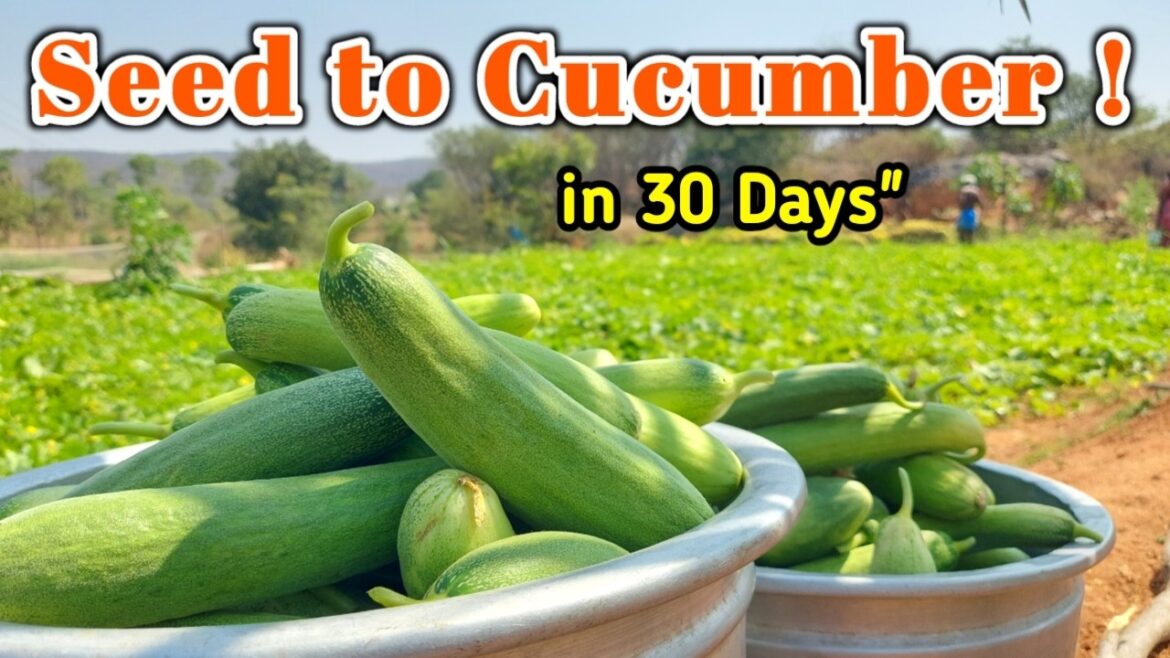Cucumber Farming in Just 30 Days!🥒✨ #cucumber #farming #agriculture Cucumber Farming in Just 30 Days!🥒✨ #cucumber #farming #agriculture