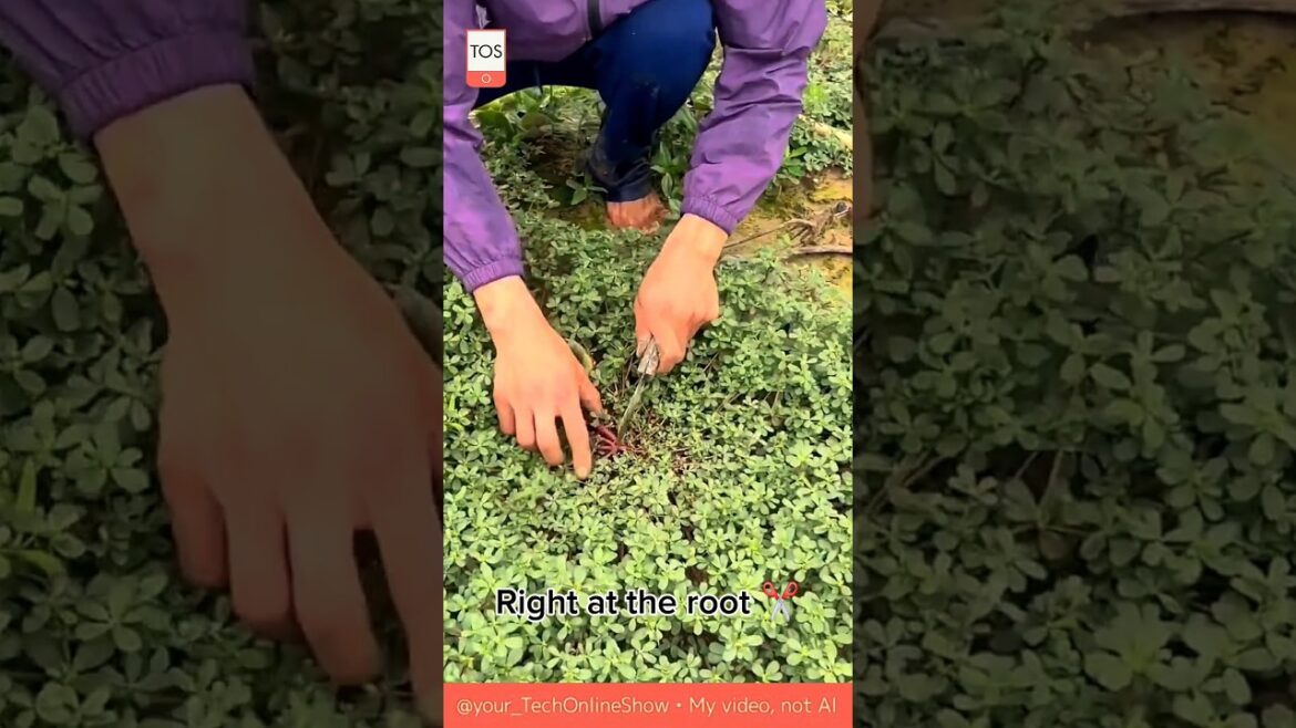 CRAFTING SKILL 🌱 trim it in 5 sec ✂️ #gardentips #craftskills #shorts