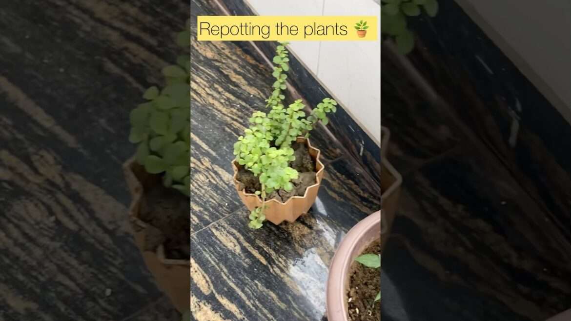 🌱 Repotting Chilli Plant for Faster Growth | Easy Container Gardening Tips