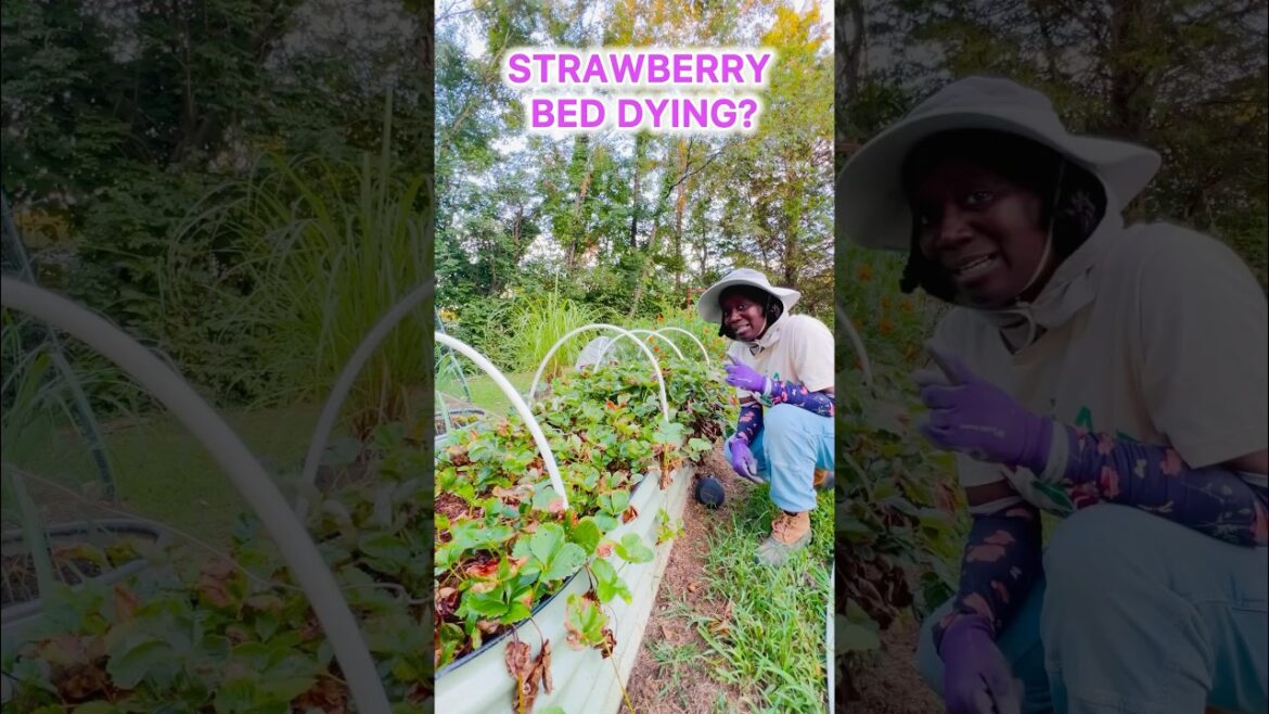 Tips to Save Strawberry Bed Tips to Save Strawberry Bed