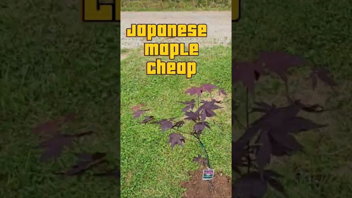 Affordable Japanese Maple Affordable Japanese Maple